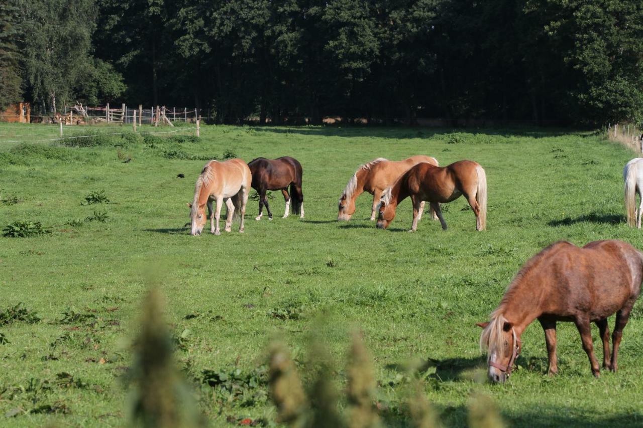 Ferienwohnungen Wulfshof Schneverdingen Buitenkant foto